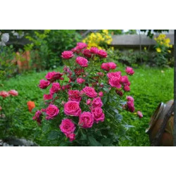 Arthur & Lola - Plants de fleurs