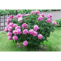 3 en 1 plants de fleurs