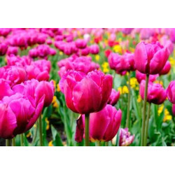 3 en 1 plants de fleurs